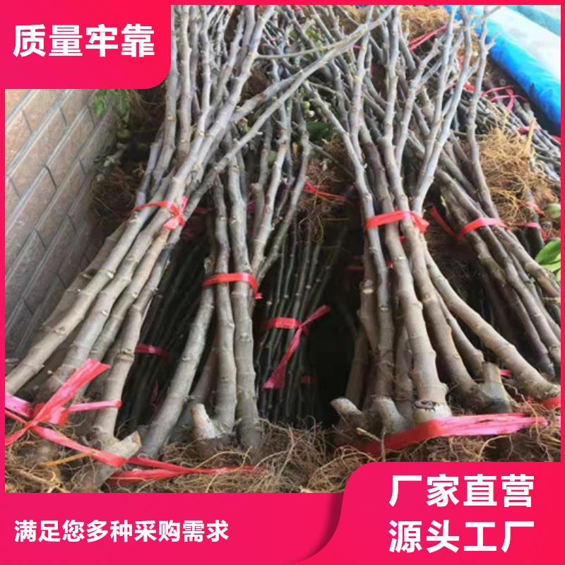 无花果辣椒苗价格合理