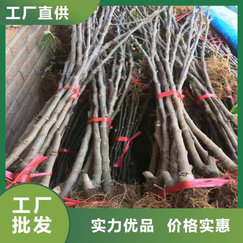 【无花果樱桃树苗畅销本地】