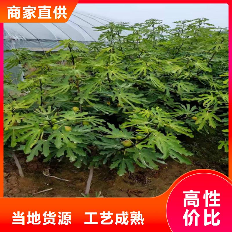 无花果梨树苗厂家直接面向客户