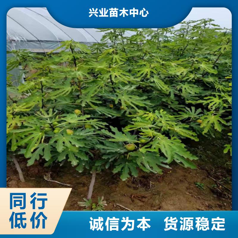 无花果,桃树苗N年大品牌