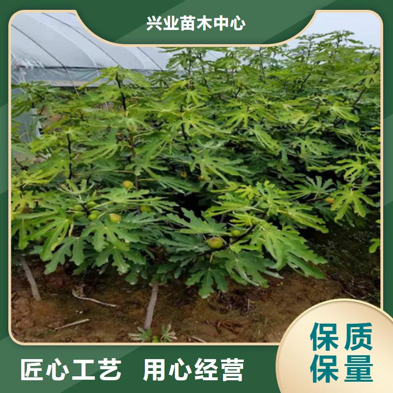 无花果香椿树苗海量货源