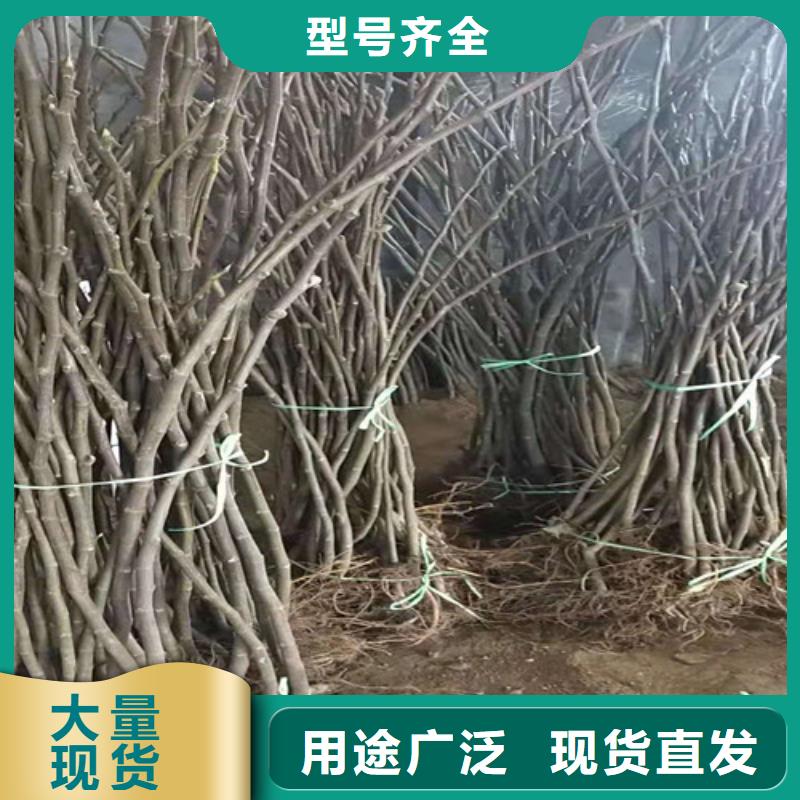 无花果-【大红袍花椒苗】通过国家检测