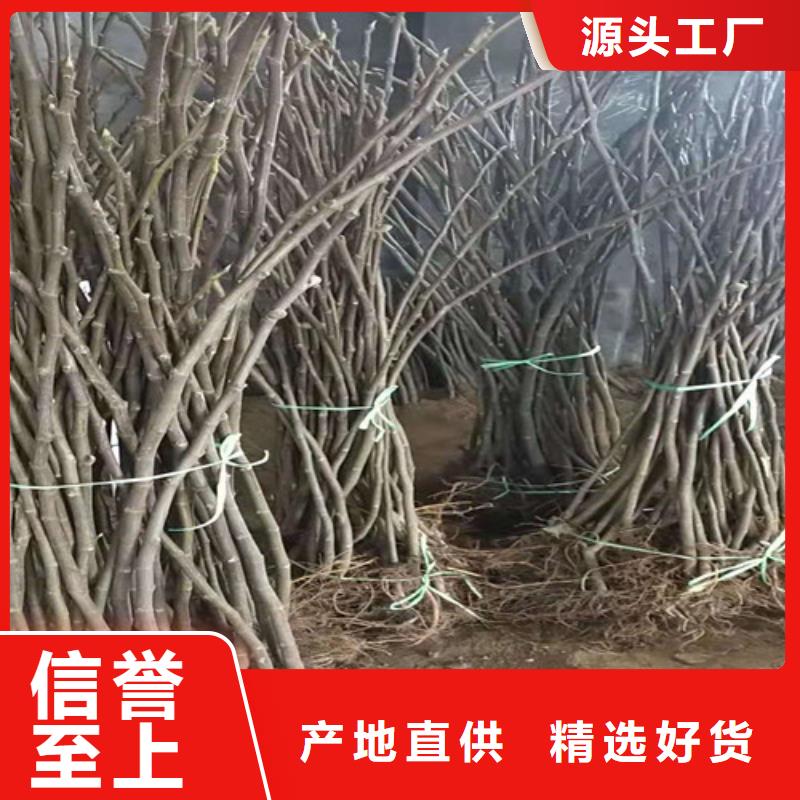 无花果【香椿树苗】满足多种行业需求