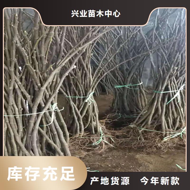 无花果大棚草莓苗合作共赢