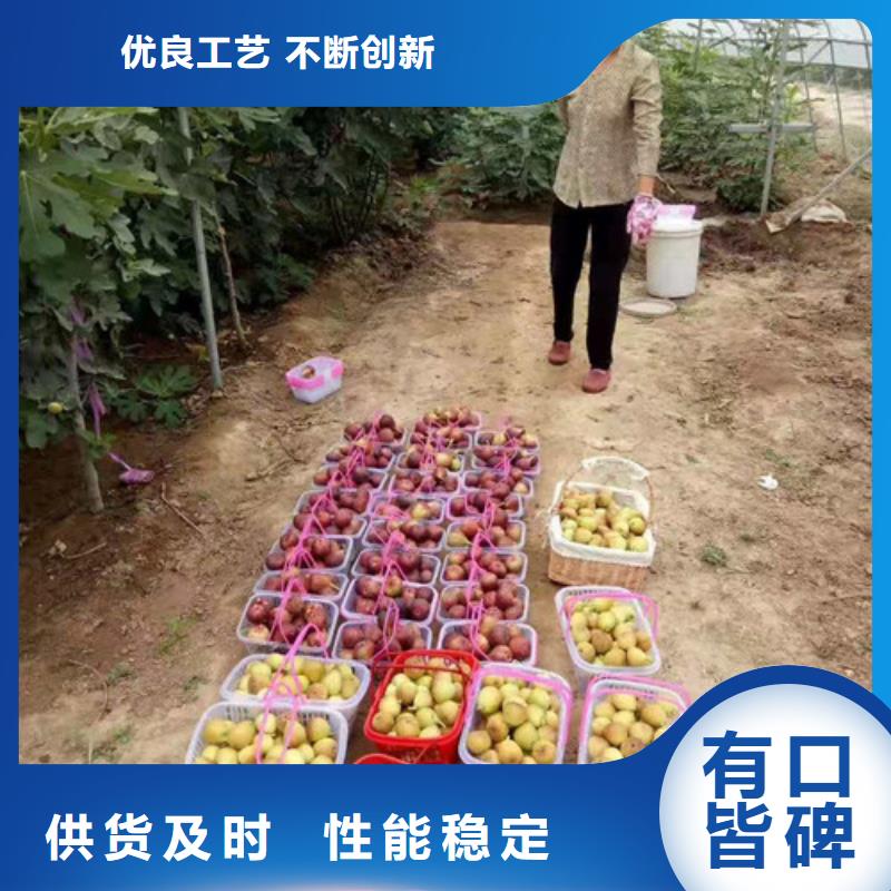 无花果花椒苗老客户钟爱