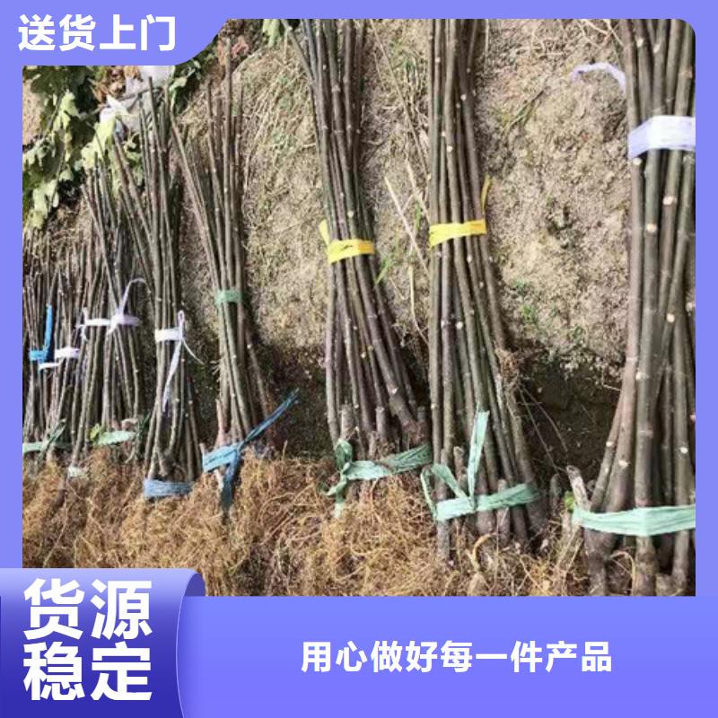 无花果香椿树苗海量货源