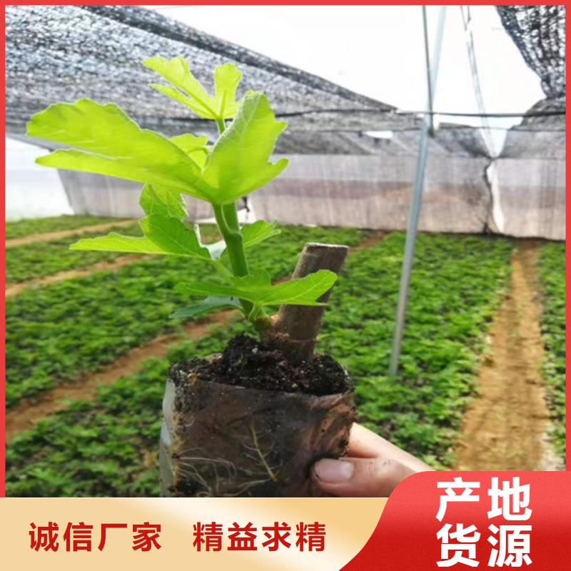 无花果花椒苗老客户钟爱