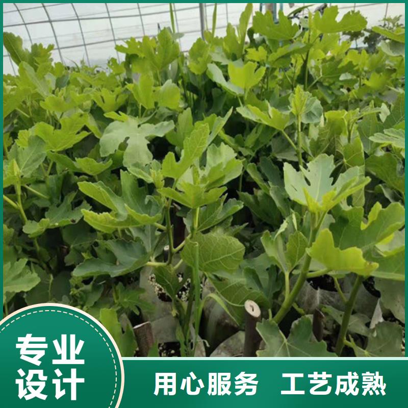 无花果辣椒苗价格合理