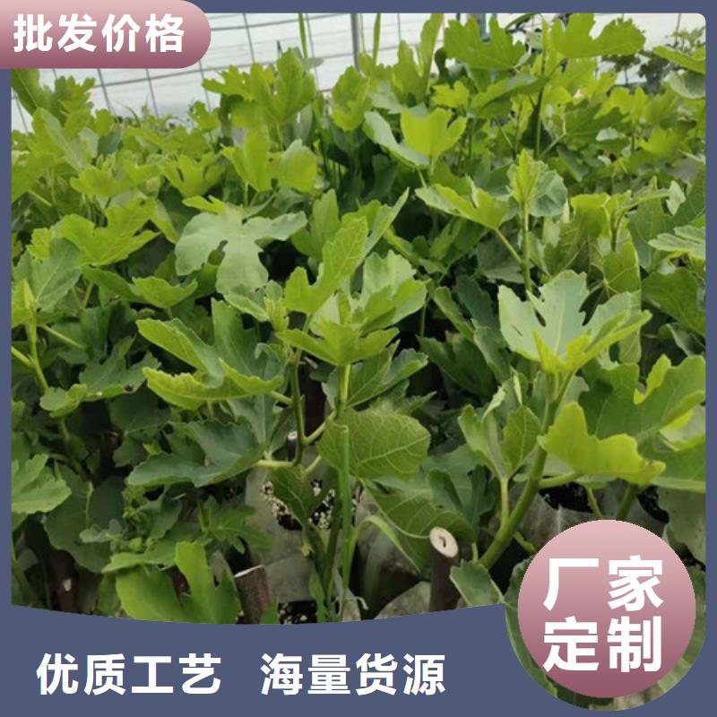 【无花果樱桃树苗畅销本地】