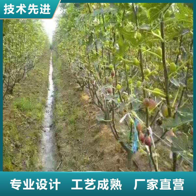 【无花果樱桃树苗畅销本地】