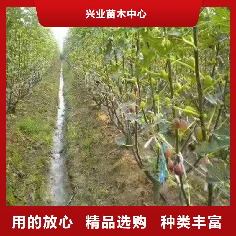 无花果桃树苗售后无忧