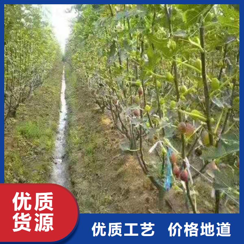 无花果-葡萄苗厂家经验丰富