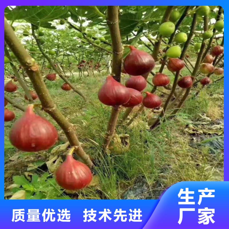 无花果大棚草莓苗合作共赢