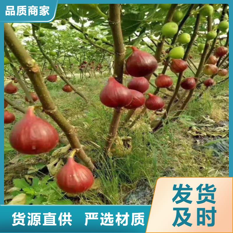 无花果,梨树苗匠心制造