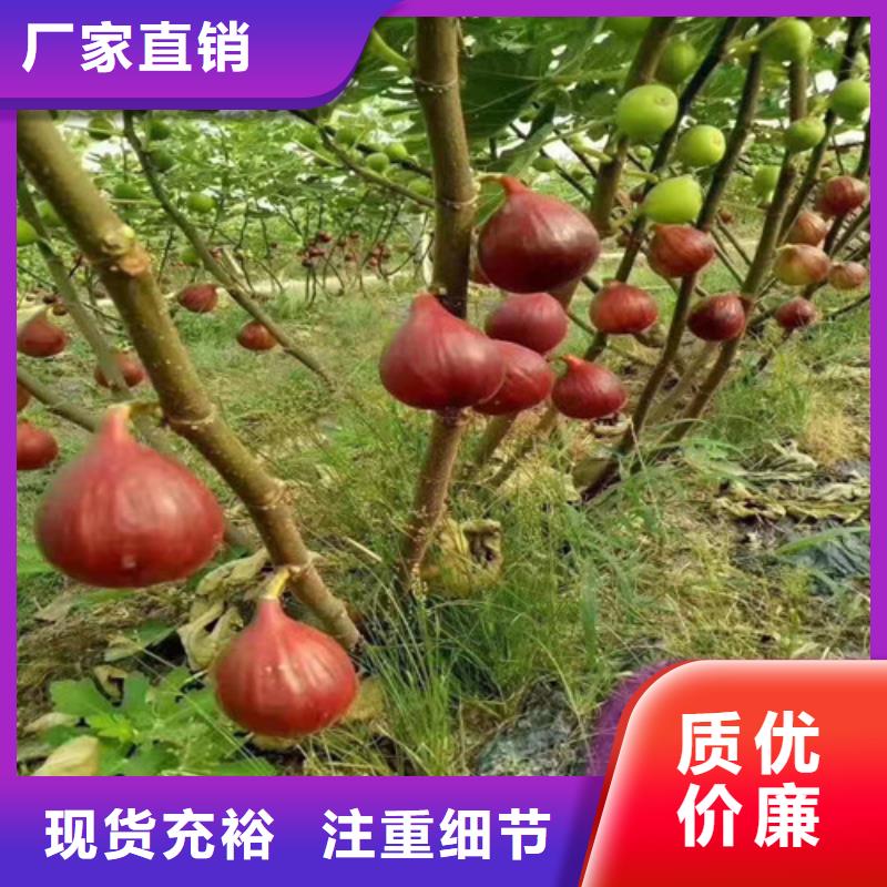 【无花果草莓苗工厂直销】