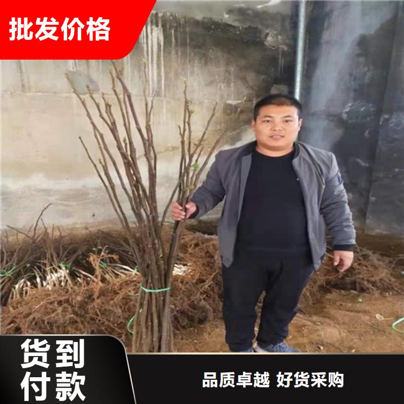 无花果_蓝莓苗精品选购