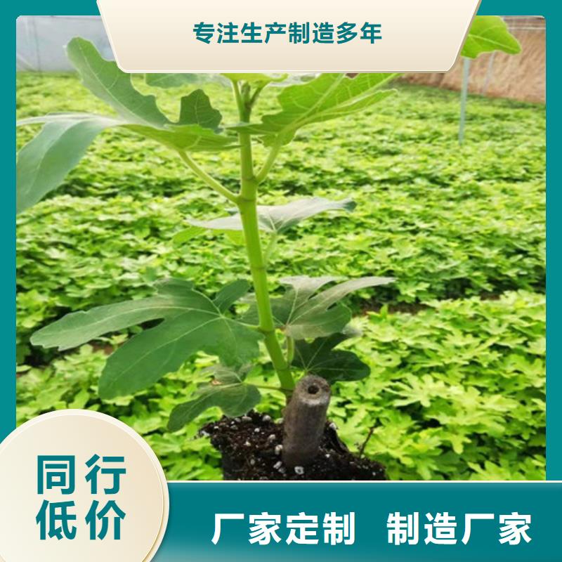 无花果香椿树苗海量货源