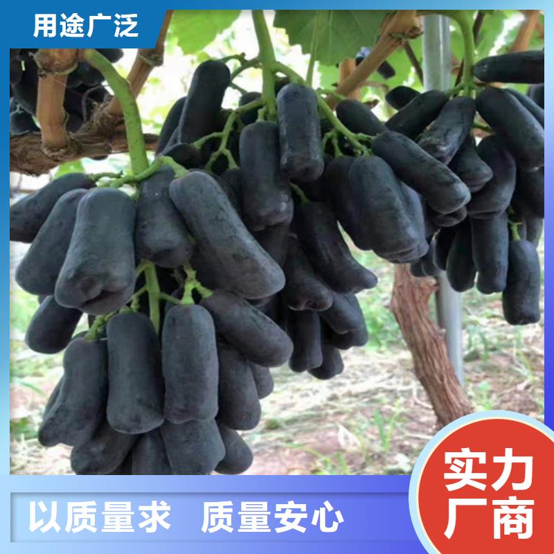 【葡萄苹果苗厂家实力雄厚】