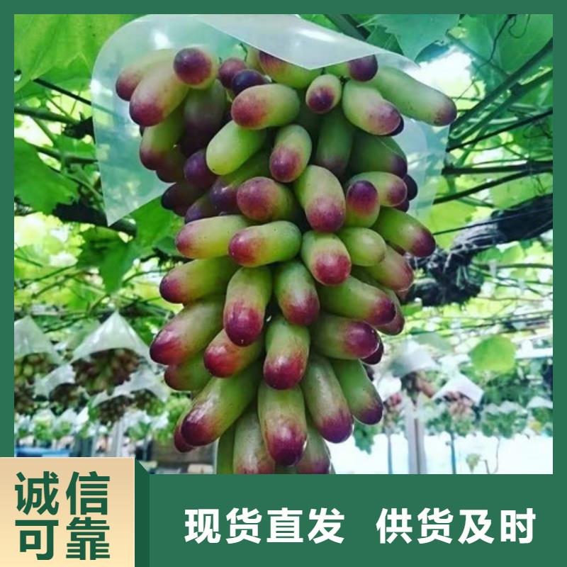 葡萄蓝莓苗客户好评