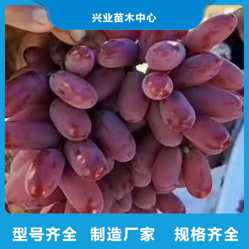 葡萄无花果苗支持大小批量采购