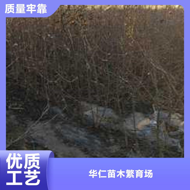 杜梨玉露香梨树苗实地大厂