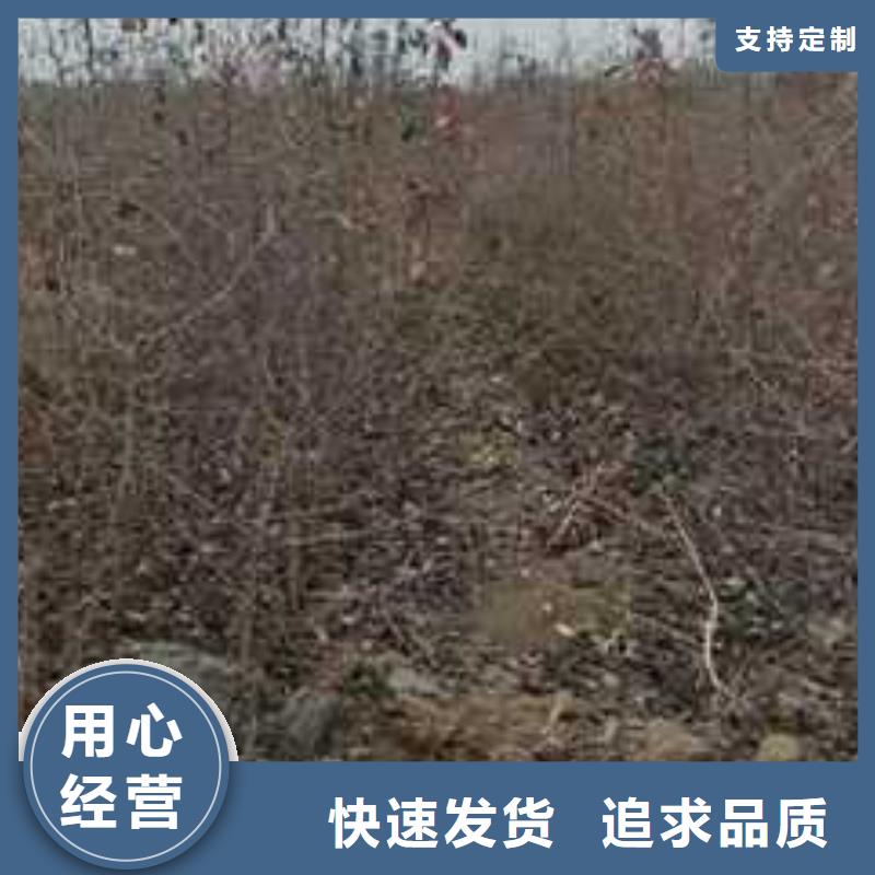 杜梨_山桃苗专业生产厂家