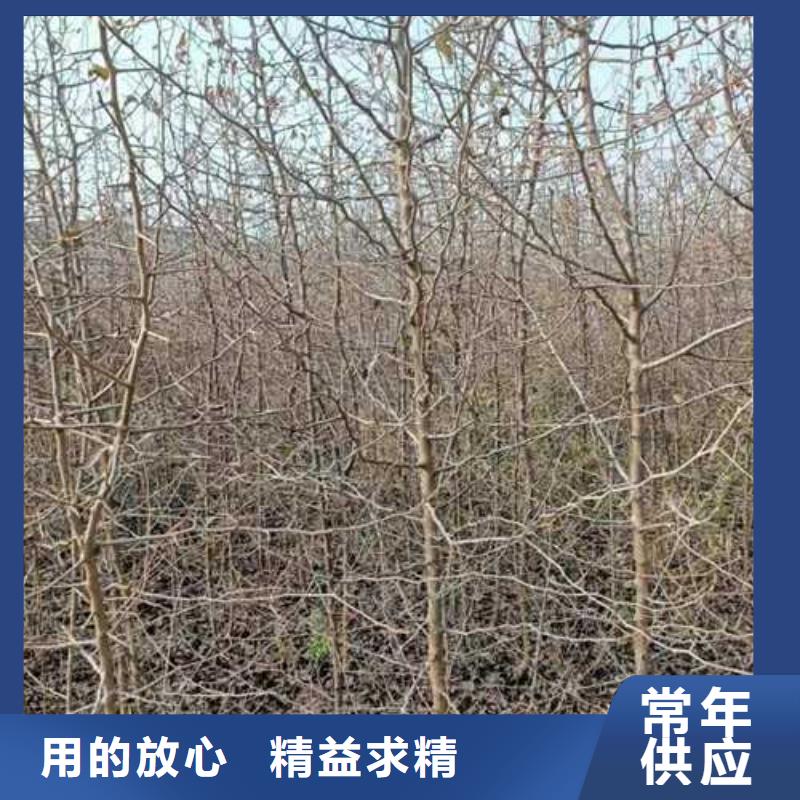 杜梨山桃苗高性价比