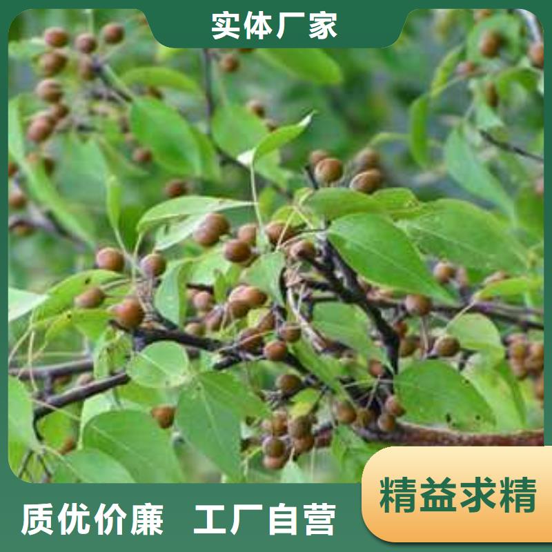 【杜梨瑞蟠101桃树苗质量层层把关】