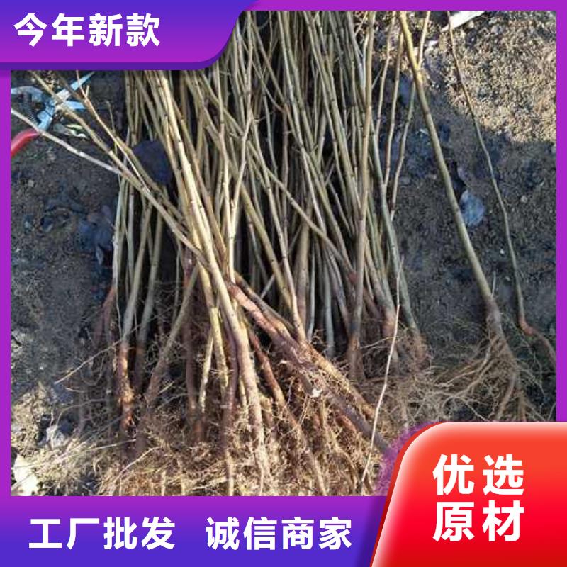 杜梨_山桃苗专业生产厂家