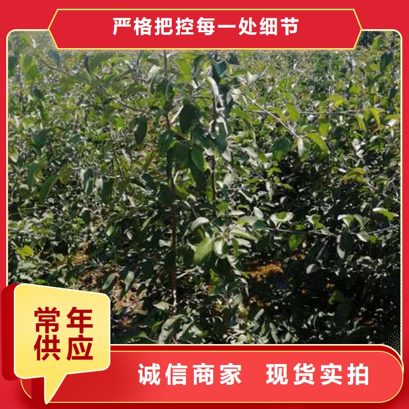 【杜梨瑞蟠101桃树苗质量层层把关】