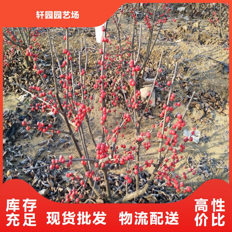 北美冬青无花果苗匠心打造