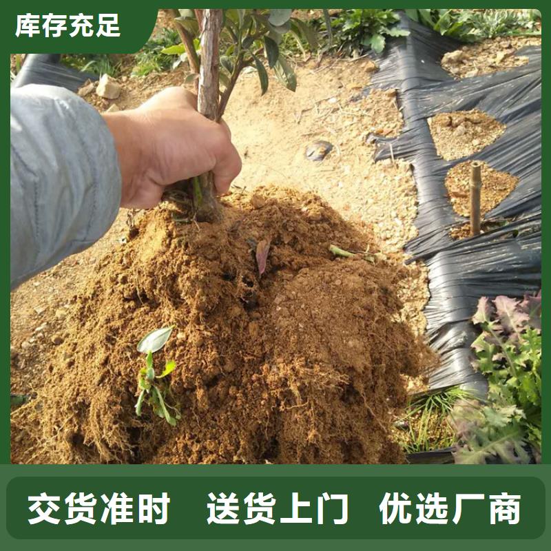 蓝莓苗【苹果苗】种类齐全