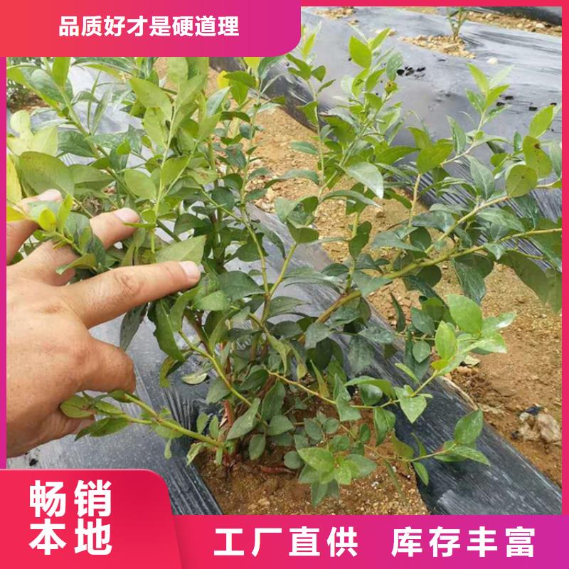 蓝莓苗【苹果苗】种类齐全