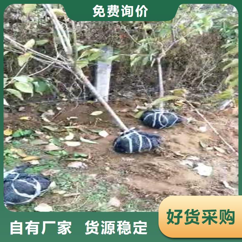 樱桃苹果苗免费回电