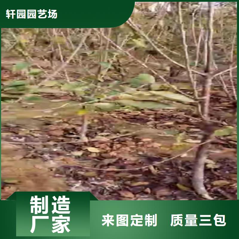 樱桃苹果苗免费回电