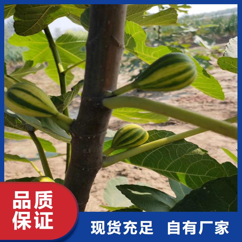 无花果樱桃苗的简单介绍