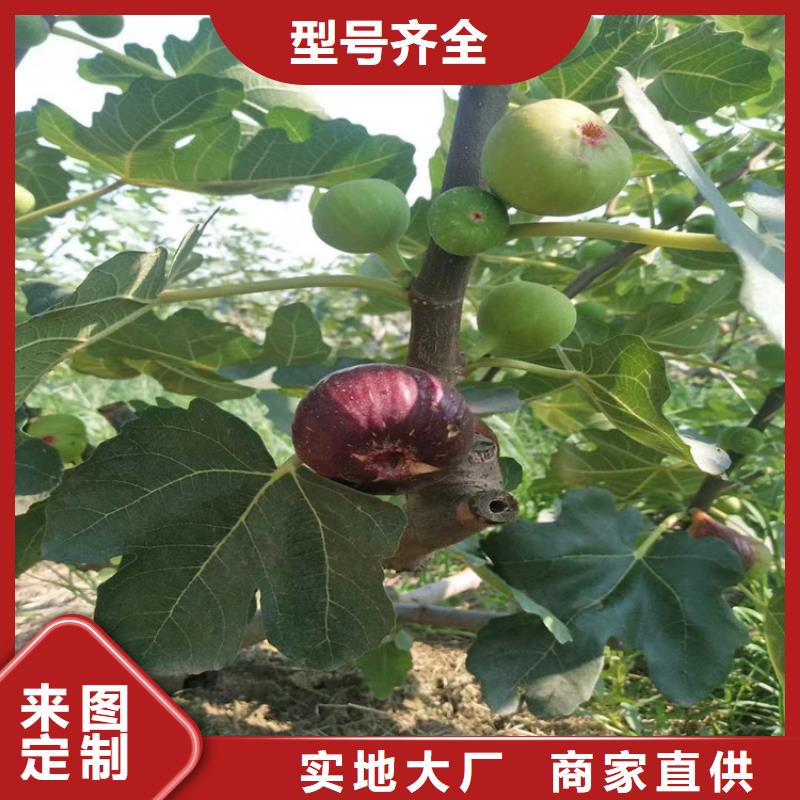 无花果樱桃苗的简单介绍