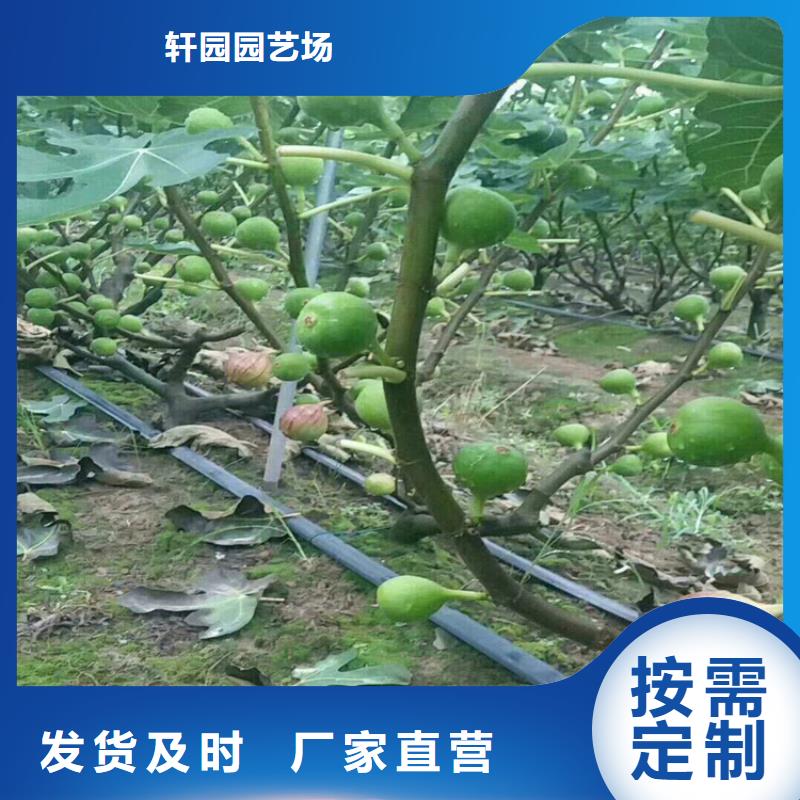 无花果北美冬青细节严格凸显品质