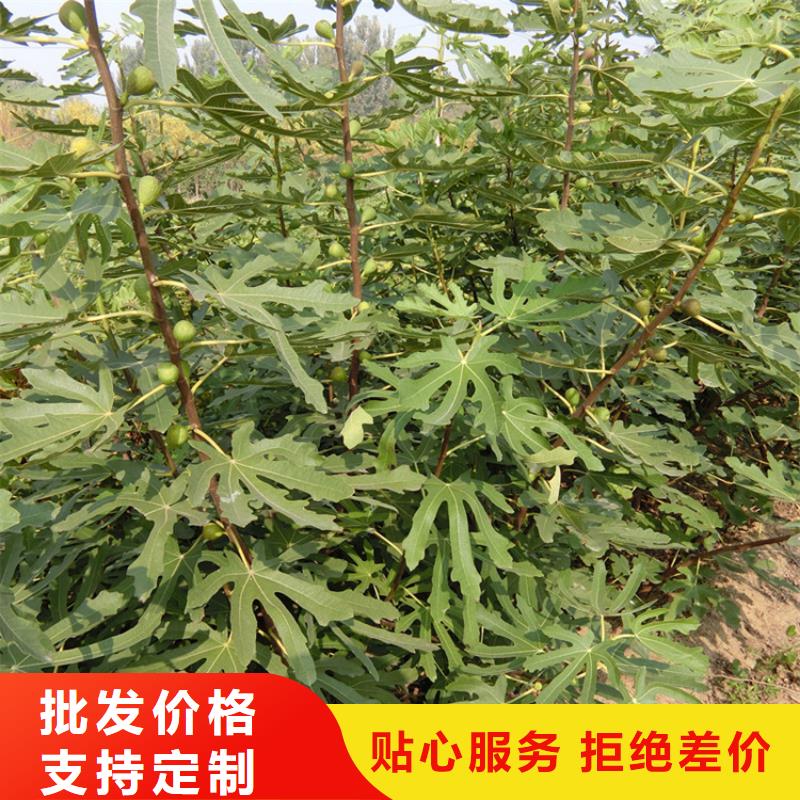 无花果樱桃苗现货满足大量采购