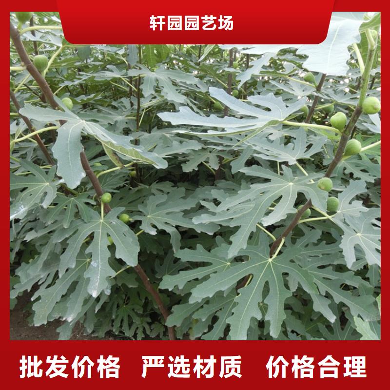 无花果樱桃苗现货满足大量采购