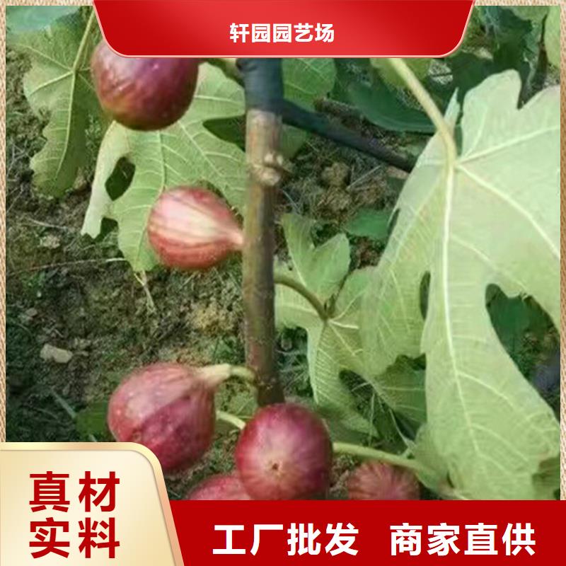 无花果樱桃苗现货满足大量采购