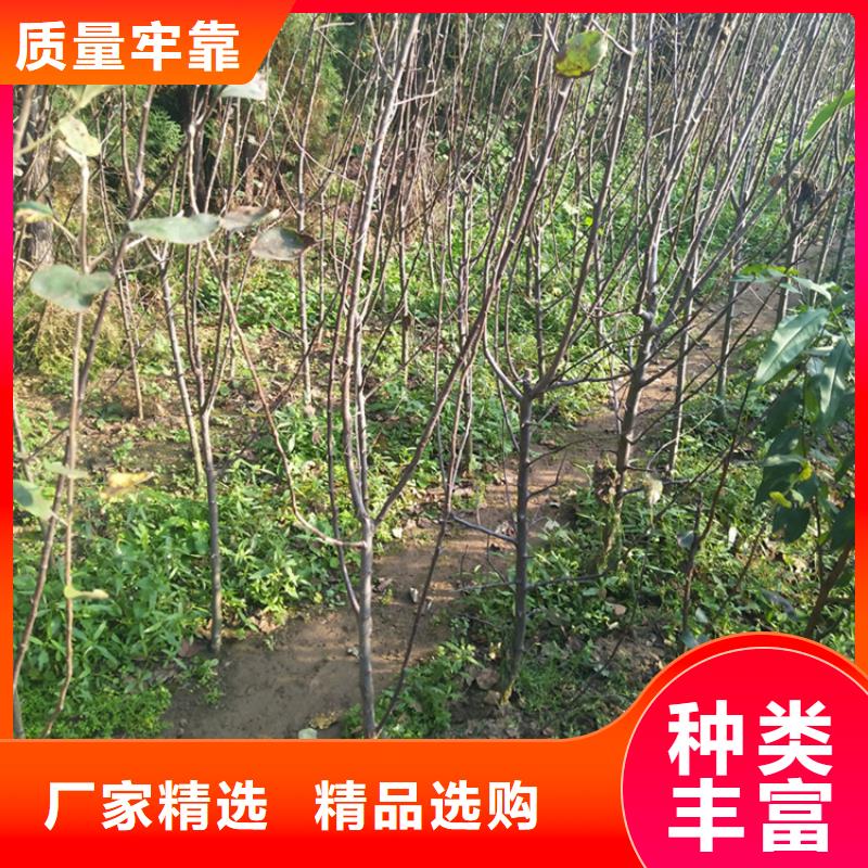 苹果苹果苗交货准时