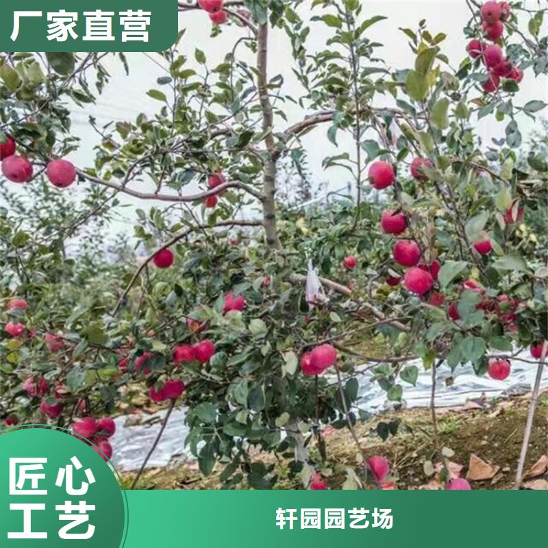 【苹果奶油草莓常年供应】