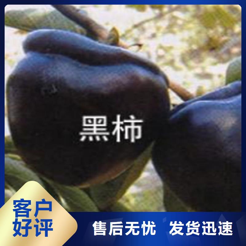 周边【轩园】柿子-苹果苗性能稳定
