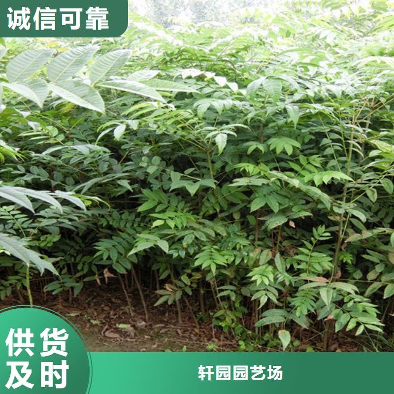 【香椿苹果苗质量上乘】