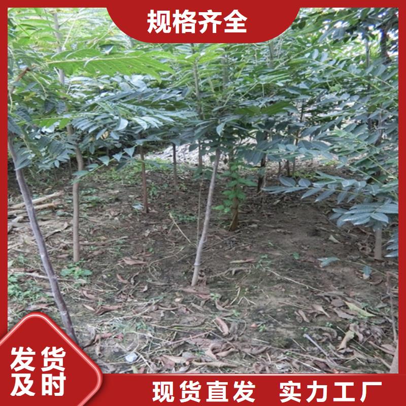 【香椿苹果苗质量上乘】