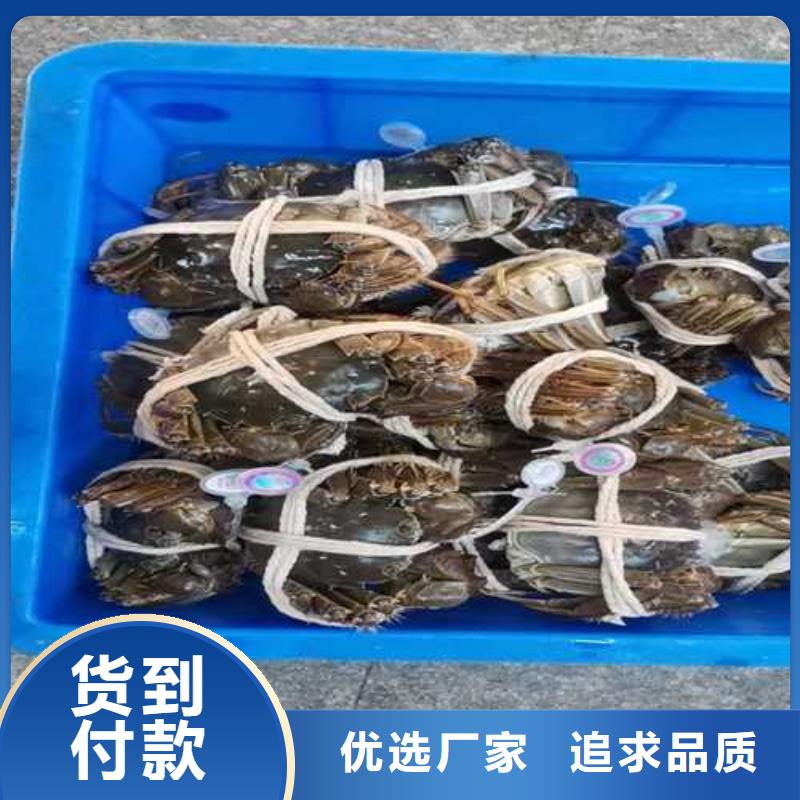 便宜的阳澄湖大闸蟹阳澄湖原产地