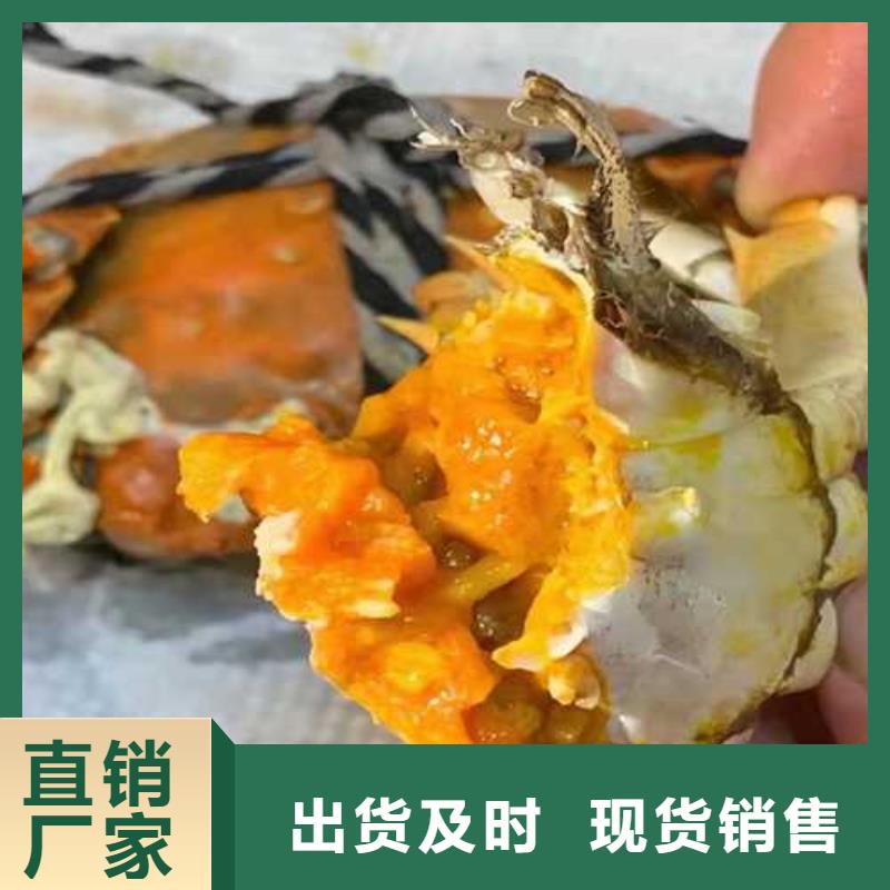 红膏大闸蟹现货