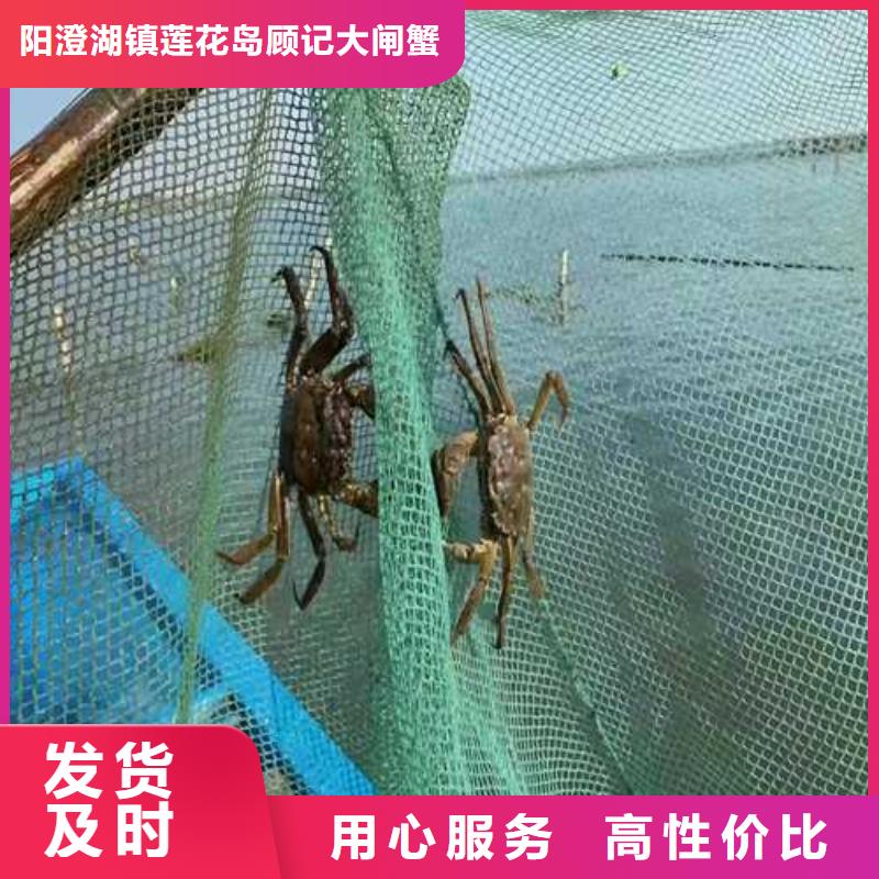 打螃蟹批发优惠多