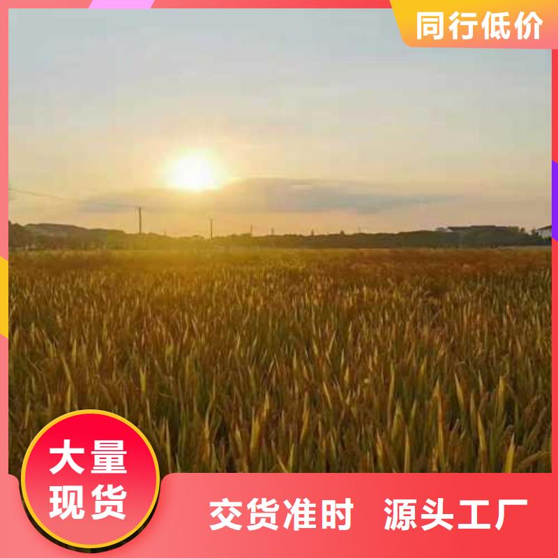 正宗阳澄湖大闸蟹价格